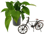 Tipmant Antique Vintage Bicycle Retro Iron Bike Model Office Home Décor Accents Room Desk Decoration Ornaments Handmade Handcrafts