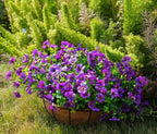 Artificial Flowers for Outdoor, UV Resistant Fake Silk Flowers, Realistic Faux Plants for Outside Indoor Porch Patio Window Box Planter Home Decor (14, Purple)
