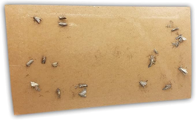 Effective and Refillable Dual Moth Pheromone Traps, Ultimate Solution to Clothes & Pantry Moth Control -4 Pack