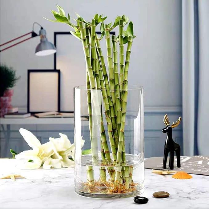 WGV Cylinder Vase Bulk, Width 8", Height 10", Clear Wide Large Diameter Flower Glassware, Floral Container, Planter Terrarium for Wedding Party Event, Home Accent Decor, 6 Pieces