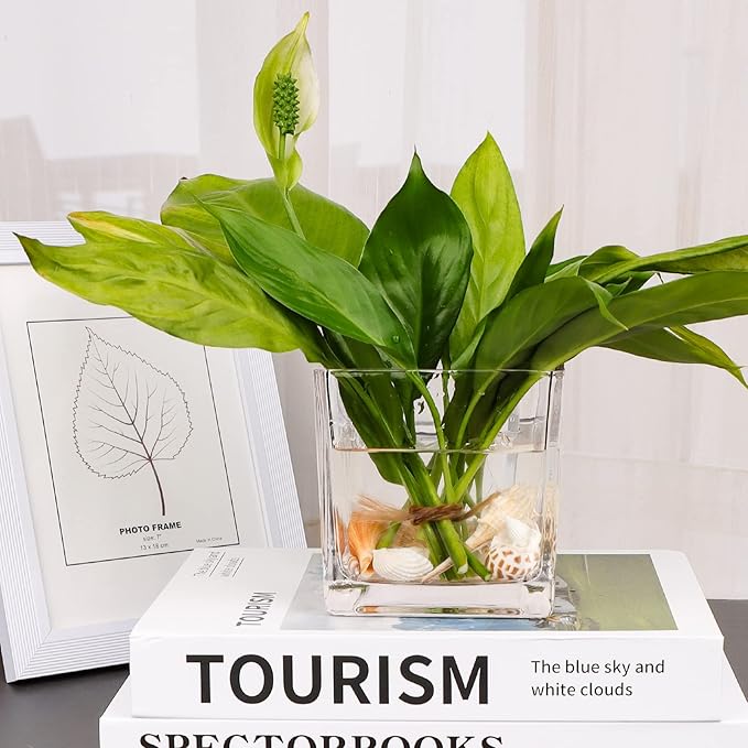 Set of 6 Square Glass Vases 4" x 4" x 4", Clear Flower Vase, Plant Terrarium, Candle Holder for Wedding Centerpiece, Office Decorations, Home Décor, Parties and Events