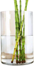 WGV Cylinder Vase, Width 9", Height 12", Clear Wide Large Diameter Flower Glassware, Floral Container, Planter Terrarium for Wedding Party Event, Home Accent Decor, 1 Piece