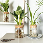 Glass Propagation Stations for Plants -Desktop Flower Vases,Propagation Flower Vases Set – 2 Large & 2 Small for Plant Cuttings，for Living Room, Bedroom Decoration,Home,Office Decor (8)