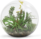 WGV Slant Cut Bowl Glass Vase Bulk, Width 9", Height 9", Clear Round Globe Planter Terrarium Orb, Candy Dish, Fruit Jar, Floral Container for Home Office Decor, 4 Pieces