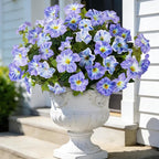 6 Pcs Artificial Petunia Flowers for Outdoor, Fake Spring Petunias Faux Silk Flowers for Outdoors UV Resistant Plants for Planters Garden Porch Patio Window Box Indoor Table Decor(White Blue)
