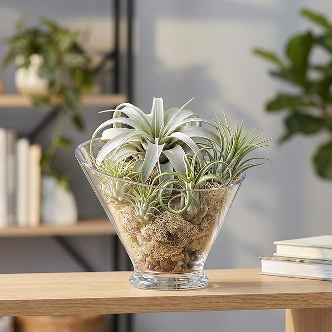 WGVI Slant Cut Calyx Glass Vase, Width 7.25", Height 6.25", Clear Terrarium, Candy Dish, Fruit Jar, Floral Container for Wedding Party Event, Home Office Decor, 8 Pieces