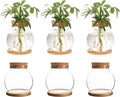 Plant Propagation Station,Hydroponic Glass Container Vase Jars, with Wooden Saucer for Desks, Houses, Garden Decorations, Home Kitchen Decorations and Gifts for Plant Lovers (6)