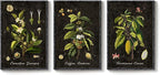 Large Vintage Framed Botanical Wall Art for Living Room, 3 Piece Dark Green Plant Canvas Paintings Prints, Retro Coffee Botanical Leaf Pictures for Dining Room Coffee Bar Kitchen Wall Decor, 24x36 In