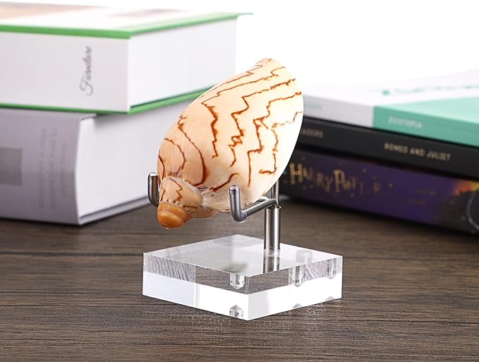 Hipiwe Adjustable Metal Arms Display Stand Easel with Acrylic Base Small Display Easel Holder for Fossil Coral Geodes Rock Mineral Agate Crystals Seashell and Small Collectibles, 2x2x3.1 inch