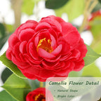 Bellacat 4ft Artificial Camellia Tree with Silk Red Flowers, 48in Faux Camellia Plant with Lifelike Trunk, Fake Flower Tree Potted Front Door Plants for Porch Patio Deck Living Room Decor, 2Pack