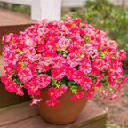 Fake Plants Artificial Flowers for Outdoor Outside Decor, 12 Bundles Faux Flowers Silk Hot Pink Morning Glory with Eucalyptus Look Real UV Resistant Faux Greenery for Planter Front Door Porch Patio