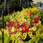 Artificial Flowers for Outdoor, UV Resistant Fake Silk Flowers, Realistic Faux Plants for Outside Indoor Porch Patio Window Box Planter Home Decor (16, Yellow)