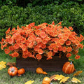 Lnoicy Artificial Fall Mums 12 Bundles Eucalyptus Fake Flowers for Planter,Fake Morning Glory for Halloween Home/Porch/Garden Decoration (Fall Orange)