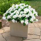 HyeFlora Artificial Fake Flowers Plants for Outdoor Outside Spring Decoration, Faux Silk White Camellia UV Resistant Realistic for Front Door Porch Planter Pot Patio Balcony, 3 Large Bundles