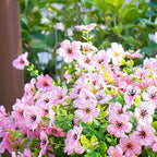 Artificial Fake Flowers Plants for Outdoors Spring Summer Decoration,Faux Flowers Plants Greenery UV Resistant Silk Daisy Realistic for Outside Planter Front Porch Patio Garden Home 16 Bundles（Pink）