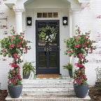 Bougainvillea Artificial Tree with Flowers (5.4FT-65 Inch) UV- Resistance Faux Blooming Flower Outdoor/Indoor Tree Front Porch Plants, Home, Office, Living Room Decor