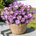 6 Pcs Artificial Petunia Flowers for Outdoor, Fake Spring Petunias Faux Silk Flowers for Outdoors UV Resistant Plants for Planters Garden Porch Patio Window Box Indoor Table Decor(Violet Lotus)