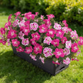 6 Pcs Artificial Flowers Fake Petunias for Outdoors, Faux Flowers for Outdoor Planter, UV Resistant Realistic Fake Plants for Outside No Fade for Garden Porch Patio Indoor Room Decor(Fuchsia)