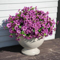 24 Bundles Artificial Flowers for Outdoor Realistic Faux Flower Spring Summer Garden Home Decoration, Hanging Daisy with Eucalyptus Leaves Fake Plants Greenery Balcony Porch Patio Front Door Decor