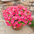 Fake Plants Artificial Flowers for Outdoor Outside Decor, 12 Bundles Faux Flowers Silk Hot Pink Morning Glory with Eucalyptus Look Real UV Resistant Faux Greenery for Planter Front Door Porch Patio