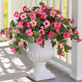 Artificial Fake Petunia Flowers for Outdoor Decoration, 2PCS Faux Silk Petunias Flower for Spring UV Resistant No Fade Realistic Plants for Garden Balcony Yard Porch Indoor Decor(Double Pink)