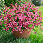 Artificial Fake Plants Flowers for Outdoor Outside Summer Decoration, 12 Bundles Faux Silk Hotpink Daisy UV Resistant Realistic for Porch Patio Home Window Box Yard Garden Planter