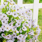 Artificial Fake Flowers Plants for Outdoors Spring Summer Decoration,Faux Flowers Silk Daisy Plants Greenery Realistic UV Resistant for Outside Planters Front Porch Patio Boxwood 16 Bundles Home White