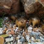MOLMH Weird Queer Grumpy Frog Toad Statue Ugly Angry Outdoor Garden Yard Decor Statue Fun Novelty Home Office Decor Sculpture Unique Gift