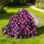 Artificial Fake Hanging Flowers Plants for Outdoor Spring Summer Decoration, 2PCS Faux Silk Daisy Flower Look Real UV Resistant Orchid Vine for Home Outside Garden Wall Indoor(Dark Purple and Fuchsia)