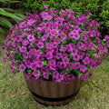 Lnoicy 20 Bundles Artificial Flowers for Outdoor Fake Plants for Spring Decoration,Faux Eucalyptus Flowers for Planter UV Resistant Lifelike for Home Porch Garden（Fuchsia）