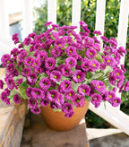 HyeFlora Artificial Flowers for Outdoors Spring Summer Outside Decor, 6 Bundles Fake Daisy Realistic Silk Flowers UV Resistant Outdoor Faux Plants for Planter Front Door Porch Balcony Yard, Fuchsia