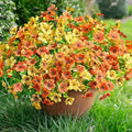 Artificial Fall Flowers Fake Mums for Outdoor Autumn Decoration, 12 Bundles Faux Silk Orange Yellow Mums Daisy Look Real UV Resistant for Outside Home Porch Patio Planter